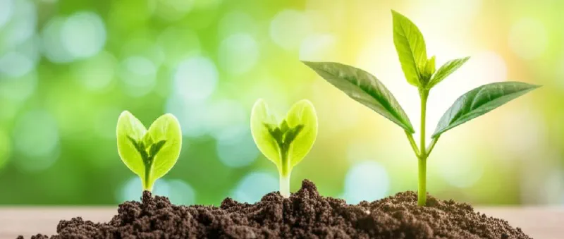 Illustratie van een plant die gestaag groeit uit munten, wat langzame vermogensgroei symboliseert.