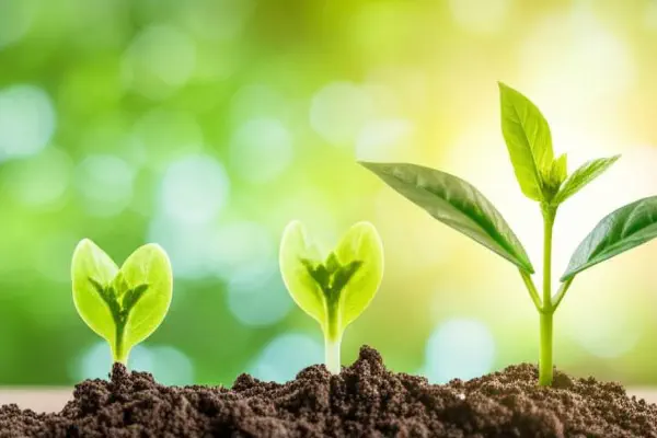 Illustratie van een plant die gestaag groeit uit munten, wat langzame vermogensgroei symboliseert.